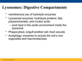 Lysosomes: Digestive Compartments
• membranous sac of hydrolytic enzymes
• Lysosomal enzymes: hydrolyze proteins, fats,
polysaccharides, and nucleic acids
– work best in the acidic environment inside the
lysosome
• Phagocytosis; engulf another cell; food vacuole
• Autophagy: enzymes to recycle the cell’s own
organelles and macromolecules
© 2011 Pearson Education, Inc.
 