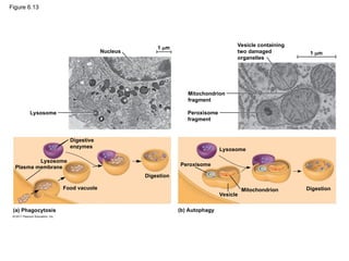 Figure 6.13
Nucleus
Lysosome
1 m
Digestive
enzymes
Digestion
Food vacuole
Lysosome
Plasma membrane
(a) Phagocytosis
Vesicle containing
two damaged
organelles
1 m
Mitochondrion
fragment
Peroxisome
fragment
(b) Autophagy
Peroxisome
Vesicle
Mitochondrion
Lysosome
Digestion
 