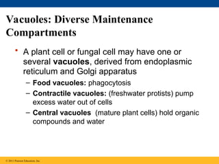 Vacuoles: Diverse Maintenance
Compartments
• A plant cell or fungal cell may have one or
several vacuoles, derived from endoplasmic
reticulum and Golgi apparatus
– Food vacuoles: phagocytosis
– Contractile vacuoles: (freshwater protists) pump
excess water out of cells
– Central vacuoles (mature plant cells) hold organic
compounds and water
© 2011 Pearson Education, Inc.
 