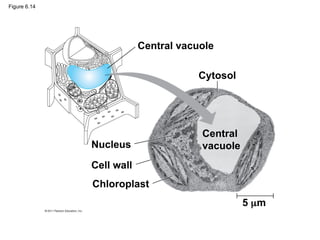 Figure 6.14
Central vacuole
Cytosol
Nucleus
Cell wall
Chloroplast
Central
vacuole
5 m
 