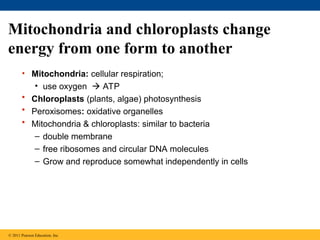 Mitochondria and chloroplasts change
energy from one form to another
• Mitochondria: cellular respiration;
• use oxygen  ATP
• Chloroplasts (plants, algae) photosynthesis
• Peroxisomes: oxidative organelles
• Mitochondria & chloroplasts: similar to bacteria
– double membrane
– free ribosomes and circular DNA molecules
– Grow and reproduce somewhat independently in cells
© 2011 Pearson Education, Inc.
 