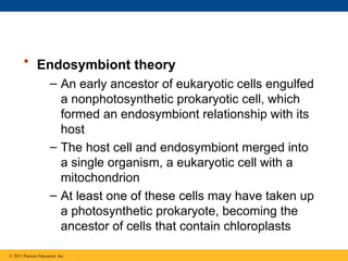 • Endosymbiont theory
– An early ancestor of eukaryotic cells engulfed
a nonphotosynthetic prokaryotic cell, which
formed an endosymbiont relationship with its
host
– The host cell and endosymbiont merged into
a single organism, a eukaryotic cell with a
mitochondrion
– At least one of these cells may have taken up
a photosynthetic prokaryote, becoming the
ancestor of cells that contain chloroplasts
© 2011 Pearson Education, Inc.
 