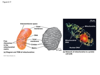 Figure 6.17
Intermembrane space
Outer
membrane
DNA
Inner
membrane
Cristae
Matrix
Free
ribosomes
in the
mitochondrial
matrix
(a) Diagram and TEM of mitochondrion (b) Network of mitochondria in a protist
cell (LM)
0.1 m
Mitochondrial
DNA
Nuclear DNA
Mitochondria
10 m
 
