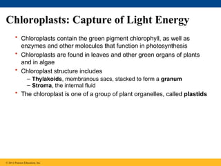 Chloroplasts: Capture of Light Energy
• Chloroplasts contain the green pigment chlorophyll, as well as
enzymes and other molecules that function in photosynthesis
• Chloroplasts are found in leaves and other green organs of plants
and in algae
• Chloroplast structure includes
– Thylakoids, membranous sacs, stacked to form a granum
– Stroma, the internal fluid
• The chloroplast is one of a group of plant organelles, called plastids
© 2011 Pearson Education, Inc.
 