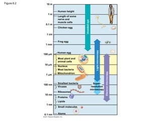 Figure 6.2 10 m
1 m
0.1 m
1 cm
1 mm
100 m
10 m
1 m
100 nm
10 nm
1 nm
0.1 nm Atoms
Small molecules
Lipids
Proteins
Ribosomes
Viruses
Smallest bacteria
Mitochondrion
Most bacteria
Nucleus
Most plant and
animal cells
Human egg
Frog egg
Chicken egg
Length of some
nerve and
muscle cells
Human height
Unaided
eye
Light
microscopy
Electron
microscopy
Super-
resolution
microscopy
 