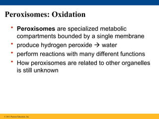 Peroxisomes: Oxidation
• Peroxisomes are specialized metabolic
compartments bounded by a single membrane
• produce hydrogen peroxide  water
• perform reactions with many different functions
• How peroxisomes are related to other organelles
is still unknown
© 2011 Pearson Education, Inc.
 