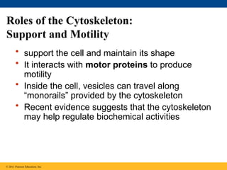 Roles of the Cytoskeleton:
Support and Motility
• support the cell and maintain its shape
• It interacts with motor proteins to produce
motility
• Inside the cell, vesicles can travel along
“monorails” provided by the cytoskeleton
• Recent evidence suggests that the cytoskeleton
may help regulate biochemical activities
© 2011 Pearson Education, Inc.
 