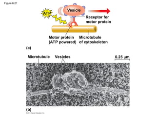 Figure 6.21
ATP
Vesicle
(a)
Motor protein
(ATP powered)
Microtubule
of cytoskeleton
Receptor for
motor protein
0.25 m
Vesicles
Microtubule
(b)
 