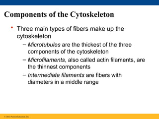 Components of the Cytoskeleton
• Three main types of fibers make up the
cytoskeleton
– Microtubules are the thickest of the three
components of the cytoskeleton
– Microfilaments, also called actin filaments, are
the thinnest components
– Intermediate filaments are fibers with
diameters in a middle range
© 2011 Pearson Education, Inc.
 