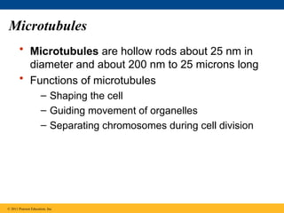 Microtubules
• Microtubules are hollow rods about 25 nm in
diameter and about 200 nm to 25 microns long
• Functions of microtubules
– Shaping the cell
– Guiding movement of organelles
– Separating chromosomes during cell division
© 2011 Pearson Education, Inc.
 