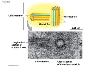 Centrosome
Longitudinal
section of
one centriole
Centrioles
Microtubule
0.25 m
Microtubules Cross section
of the other centriole
Figure 6.22
 