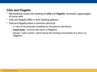 Cilia and Flagella
• Microtubules control the beating of cilia and flagella, locomotor appendages
of some cells
• Cilia and flagella differ in their beating patterns
• Cilia and flagella share a common structure
– A core of microtubules sheathed by the plasma membrane
– basal body : anchors the cilium or flagellum
– Dynein: motor protein, which drives the bending movements of a cilium or
flagellum
© 2011 Pearson Education, Inc.
 