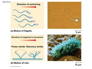 Direction of swimming
(b) Motion of cilia
Direction of organism’s movement
Power stroke Recovery stroke
(a) Motion of flagella
5 m
15 m
Figure 6.23
 