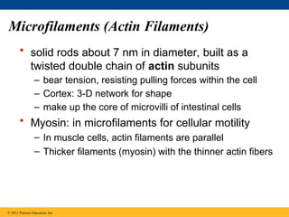 Microfilaments (Actin Filaments)
• solid rods about 7 nm in diameter, built as a
twisted double chain of actin subunits
– bear tension, resisting pulling forces within the cell
– Cortex: 3-D network for shape
– make up the core of microvilli of intestinal cells
• Myosin: in microfilaments for cellular motility
– In muscle cells, actin filaments are parallel
– Thicker filaments (myosin) with the thinner actin fibers
© 2011 Pearson Education, Inc.
 