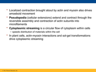 • Localized contraction brought about by actin and myosin also drives
amoeboid movement
• Pseudopodia (cellular extensions) extend and contract through the
reversible assembly and contraction of actin subunits into
microfilaments
• Cytoplasmic streaming is a circular flow of cytoplasm within cells
– speeds distribution of materials within the cell
• In plant cells, actin-myosin interactions and sol-gel transformations
drive cytoplasmic streaming
© 2011 Pearson Education, Inc.
 