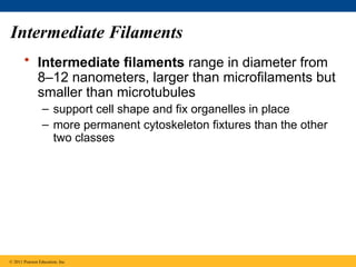 Intermediate Filaments
• Intermediate filaments range in diameter from
8–12 nanometers, larger than microfilaments but
smaller than microtubules
– support cell shape and fix organelles in place
– more permanent cytoskeleton fixtures than the other
two classes
© 2011 Pearson Education, Inc.
 