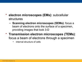 • electron microscopes (EMs): subcellular
structures
– Scanning electron microscopes (SEMs): focus a
beam of electrons onto the surface of a specimen,
providing images that look 3-D
• Transmission electron microscopes (TEMs):
focus a beam of electrons through a specimen
• internal structure of cells
© 2011 Pearson Education, Inc.
 