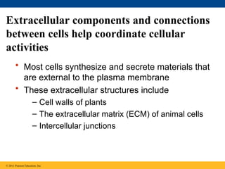 Extracellular components and connections
between cells help coordinate cellular
activities
• Most cells synthesize and secrete materials that
are external to the plasma membrane
• These extracellular structures include
– Cell walls of plants
– The extracellular matrix (ECM) of animal cells
– Intercellular junctions
© 2011 Pearson Education, Inc.
 