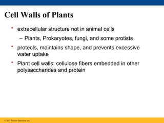 Cell Walls of Plants
• extracellular structure not in animal cells
– Plants, Prokaryotes, fungi, and some protists
• protects, maintains shape, and prevents excessive
water uptake
• Plant cell walls: cellulose fibers embedded in other
polysaccharides and protein
© 2011 Pearson Education, Inc.
 