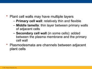 • Plant cell walls may have multiple layers
– Primary cell wall: relatively thin and flexible
– Middle lamella: thin layer between primary walls
of adjacent cells
– Secondary cell wall (in some cells): added
between the plasma membrane and the primary
cell wall
• Plasmodesmata are channels between adjacent
plant cells
© 2011 Pearson Education, Inc.
 