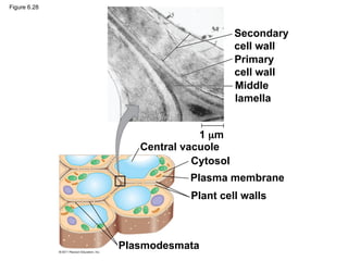 Secondary
cell wall
Primary
cell wall
Middle
lamella
Central vacuole
Cytosol
Plasma membrane
Plant cell walls
Plasmodesmata
1 m
Figure 6.28
 