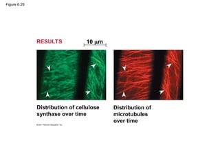 Figure 6.29
RESULTS 10 m
Distribution of cellulose
synthase over time
Distribution of
microtubules
over time
 