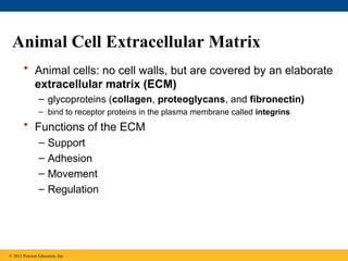 Animal Cell Extracellular Matrix
• Animal cells: no cell walls, but are covered by an elaborate
extracellular matrix (ECM)
– glycoproteins (collagen, proteoglycans, and fibronectin)
– bind to receptor proteins in the plasma membrane called integrins
• Functions of the ECM
– Support
– Adhesion
– Movement
– Regulation
© 2011 Pearson Education, Inc.
 