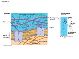 Figure 6.30
EXTRACELLULAR FLUID
Collagen
Fibronectin
Plasma
membrane
Micro-
filaments
CYTOPLASM
Integrins
Proteoglycan
complex
Polysaccharide
molecule
Carbo-
hydrates
Core
protein
Proteoglycan
molecule
Proteoglycan complex
 