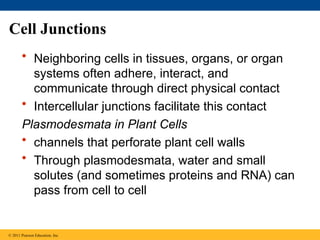 Cell Junctions
• Neighboring cells in tissues, organs, or organ
systems often adhere, interact, and
communicate through direct physical contact
• Intercellular junctions facilitate this contact
Plasmodesmata in Plant Cells
• channels that perforate plant cell walls
• Through plasmodesmata, water and small
solutes (and sometimes proteins and RNA) can
pass from cell to cell
© 2011 Pearson Education, Inc.
 