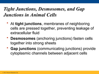 Tight Junctions, Desmosomes, and Gap
Junctions in Animal Cells
• At tight junctions, membranes of neighboring
cells are pressed together, preventing leakage of
extracellular fluid
• Desmosomes (anchoring junctions) fasten cells
together into strong sheets
• Gap junctions (communicating junctions) provide
cytoplasmic channels between adjacent cells
© 2011 Pearson Education, Inc.
 