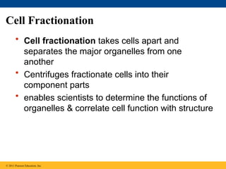 Cell Fractionation
• Cell fractionation takes cells apart and
separates the major organelles from one
another
• Centrifuges fractionate cells into their
component parts
• enables scientists to determine the functions of
organelles & correlate cell function with structure
© 2011 Pearson Education, Inc.
 