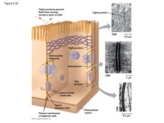 Figure 6.32
Tight junctions prevent
fluid from moving
across a layer of cells
Tight junction
Tight junction
TEM
0.5 m
TEM
1 m
TEM
0.1 m
Extracellular
matrix
Plasma membranes
of adjacent cells
Space
between cells
Ions or small
molecules
Desmosome
Intermediate
filaments
Gap
junction
 
