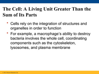 The Cell: A Living Unit Greater Than the
Sum of Its Parts
• Cells rely on the integration of structures and
organelles in order to function
• For example, a macrophage’s ability to destroy
bacteria involves the whole cell, coordinating
components such as the cytoskeleton,
lysosomes, and plasma membrane
© 2011 Pearson Education, Inc.
 