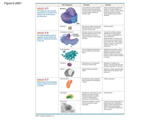 Figure 6.UN01
Nucleus
(ER)
(Nuclear
envelope)
 