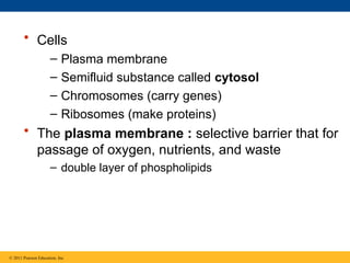 • Cells
– Plasma membrane
– Semifluid substance called cytosol
– Chromosomes (carry genes)
– Ribosomes (make proteins)
• The plasma membrane : selective barrier that for
passage of oxygen, nutrients, and waste
– double layer of phospholipids
© 2011 Pearson Education, Inc.
 