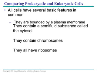 Comparing Prokaryotic and Eukaryotic Cells All cells have several basic features in common They are bounded by a plasma membrane They contain a semifluid substance called the cytosol They contain chromosomes They all have ribosomes 