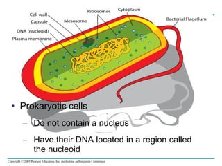 Prokaryotic cells Do not contain a nucleus Have their DNA located in a region called  the nucleoid 