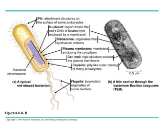 Figure 6.6 A, B (b) A thin section through the bacterium  Bacillus coagulans (TEM) Pili:  attachment structures on the surface of some prokaryotes Nucleoid:  region where the cell’s DNA is located (not enclosed by a membrane) Ribosomes:  organelles that synthesize proteins Plasma membrane:  membrane enclosing the cytoplasm Cell wall:  rigid structure outside the plasma membrane Capsule:  jelly-like outer coating of many prokaryotes Flagella:  locomotion organelles of some bacteria (a) A typical rod-shaped bacterium  0.5 µm Bacterial chromosome 