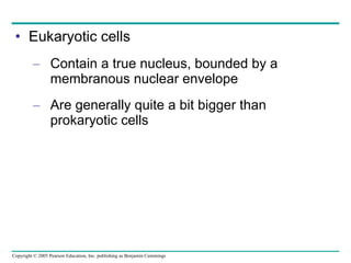 Eukaryotic cells Contain a true nucleus, bounded by a membranous nuclear envelope Are generally quite a bit bigger than prokaryotic cells 
