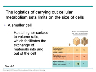A smaller cell Has a higher surface to volume ratio, which facilitates the exchange of materials into and out of the cell Figure 6.7 The logistics of carrying out cellular metabolism sets limits on the size of cells  1.2 Surface area increases while total volume remains constant 5 1 1 Total surface area  (height    width     number of sides     number of boxes) Total volume  (height    width    length     number of boxes) Surface-to-volume  ratio  (surface area    volume) 6 1 6 150 125 12 750 125 6 