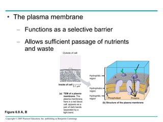 The plasma membrane Functions as a selective barrier Allows sufficient passage of nutrients  and waste Carbohydrate side chain Figure 6.8 A, B Outside of cell Inside of cell Hydrophilic region Hydrophobic region Hydrophilic region (b) Structure of the plasma membrane  Phospholipid Proteins TEM of a plasma membrane.  The plasma membrane, here in a red blood cell, appears as a pair of dark bands separated by a light band. (a) 0.1 µm 