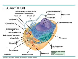 A animal cell Figure 6.9 Rough ER Smooth ER Centrosome CYTOSKELETON Microfilaments Microtubules Microvilli Peroxisome Lysosome Golgi apparatus Ribosomes In animal cells but not plant cells: Lysosomes Centrioles Flagella (in some plant sperm) Nucleolus Chromatin NUCLEUS Flagelium Intermediate filaments ENDOPLASMIC RETICULUM (ER) Mitochondrion Nuclear envelope Plasma membrane 
