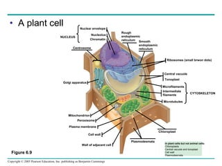 A plant cell In plant cells but not animal cells: Chloroplasts Central vacuole and tonoplast Cell wall Plasmodesmata CYTOSKELETON Figure 6.9 Ribosomes (small brwon dots) Central vacuole Microfilaments Intermediate  filaments Microtubules Rough  endoplasmic  reticulum Smooth  endoplasmic  reticulum Chromatin NUCLEUS Nuclear envelope Nucleolus Chloroplast Plasmodesmata Wall of adjacent cell Cell wall Golgi apparatus Peroxisome Tonoplast Centrosome Plasma membrane Mitochondrion 