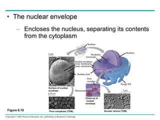 The nuclear envelope Encloses the nucleus, separating its contents from the cytoplasm Figure 6.10 Nucleus Nucleus Nucleolus Chromatin Nuclear envelope: Inner membrane Outer membrane Nuclear pore Rough ER Pore complex Surface of nuclear  envelope. Pore complexes (TEM).  Nuclear lamina (TEM).   Close-up of  nuclear envelope Ribosome 1 µm 1 µm 0.25 µm 
