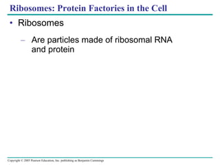 Ribosomes: Protein Factories in the Cell Ribosomes Are particles made of ribosomal RNA  and protein 