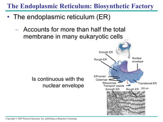 The Endoplasmic Reticulum: Biosynthetic Factory The endoplasmic reticulum (ER) Accounts for more than half the total membrane in many eukaryotic cells Is continuous with the nuclear envelope Smooth ER Rough ER ER lumen Cisternae Ribosomes Transport vesicle Smooth ER Transitional ER Rough ER 200 µm Nuclear envelope 