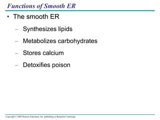 Functions of Smooth ER The smooth ER Synthesizes lipids Metabolizes carbohydrates Stores calcium Detoxifies poison 