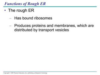 Functions of Rough ER The rough ER Has bound ribosomes Produces proteins and membranes, which are distributed by transport vesicles 