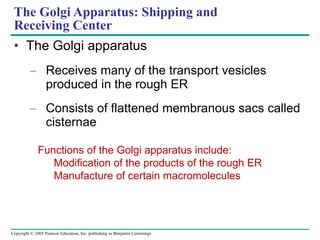 The Golgi apparatus Receives many of the transport vesicles produced in the rough ER Consists of flattened membranous sacs called cisternae The Golgi Apparatus: Shipping and  Receiving Center Functions of the Golgi apparatus include: Modification of the products of the rough ER Manufacture of certain macromolecules 