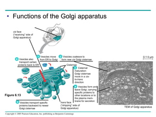 Functions of the Golgi apparatus Golgi apparatus TEM of Golgi apparatus Figure 6.13 cis  face (“receiving” side of Golgi apparatus) Vesicles move from ER to Golgi Vesicles also  transport certain proteins back to ER Vesicles coalesce to form new  cis  Golgi cisternae Cisternal maturation: Golgi cisternae move in a  cis - to- trans direction Vesicles form and leave Golgi, carrying specific proteins to other locations or to the plasma mem- brane for secretion Vesicles transport specific proteins backward to newer Golgi cisternae Cisternae trans  face (“shipping” side of Golgi apparatus) 0.1 0 µm 1 6 5 2 3 4 
